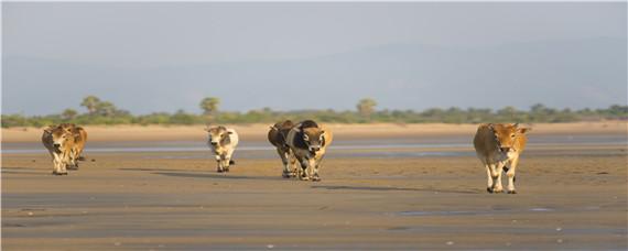 养牛的方法和技术 养牛的方法和技术的书