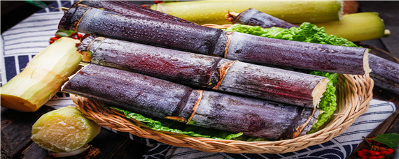 哪种甘蔗熬红糖最好(哪种甘蔗做红糖最好)