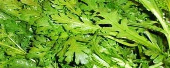 筒篙菜什么时候种植 茼蒿菜什么时候种植到什么时候结束