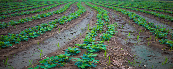 花生锈病用什么药最好 花生得了锈病叶斑病打什么药好
