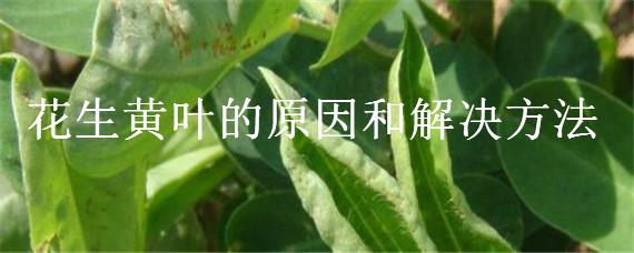 花生黄叶的原因和解决方法（花生如何防止黄叶现象）