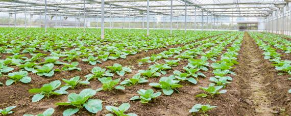 大棚菜的种植方法和管理（大棚种植蔬菜的技术和方法）