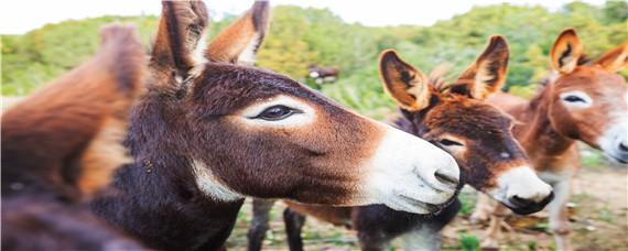如何提高肉驴的繁殖力（肉驴的饲养方法）