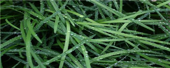 韭菜用什么肥料长得旺（韭菜喜好什么肥料）