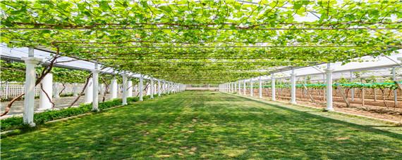 开春果园的基本管理 早春果园管理有哪些