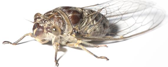 知了猴的养殖技术 知了猴养殖方法技术