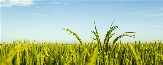 11片叶长粒香水稻品种 11片叶的稻花香