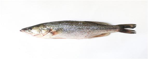 鲈鱼是海鲜吗 基围虾和鲈鱼是海鲜吗