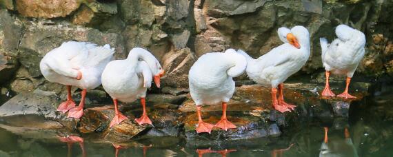大鹅能活多少年 大鹅的寿命多少年