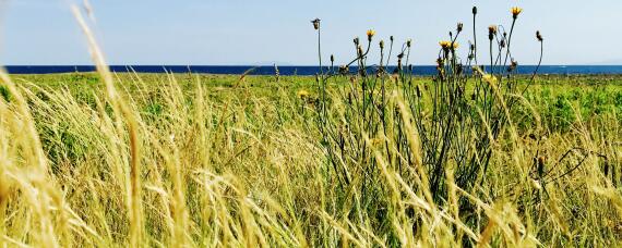 杂草对农作物的危害 杂草对农业生产的危害