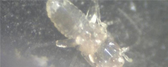 啮虫怎么消灭（啮虫怎么消灭,对人体有害吗）