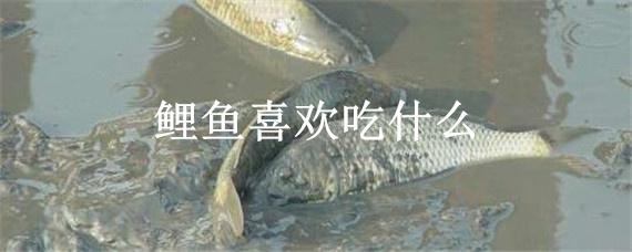 鲤鱼喜欢吃什么 鲤鱼喜欢吃什么草