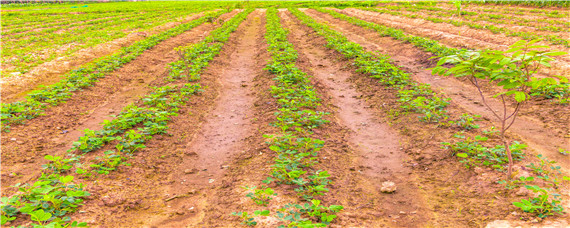 花生白绢病的克星 花生白绢病能治好吗