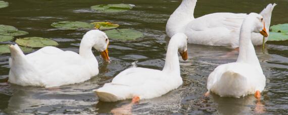 鹅的寿命 鹅的寿命最长多少年