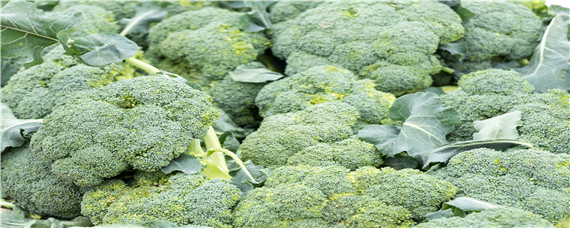 花椰菜烂根怎么办（花椰菜根部病害）