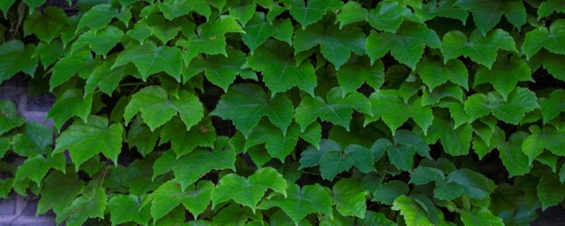 常春藤的养殖方法和注意事项(常春藤的扦插方法和注意事项)
