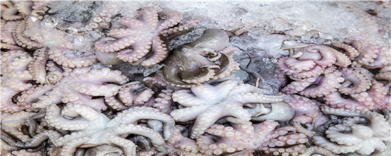 章鱼的墨汁能吃吗 章鱼的墨汁能吃吗墨汁什么味道