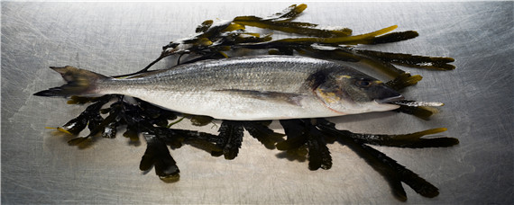 鲈鱼是海鱼吗 鲈鱼是海鱼还是淡水鱼