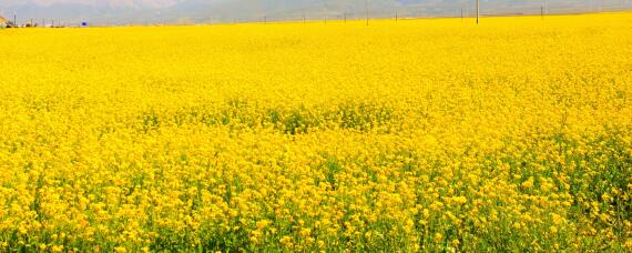 油菜田苗后专用除草剂（油菜田苗后专用除草剂效果图）