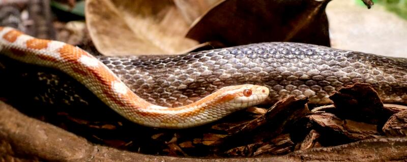 蛇的汗在哪里啊 蛇蛇的汗在哪里