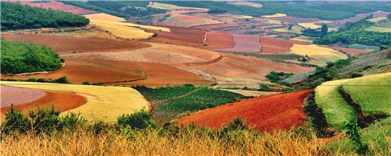 红土地适合种植什么经济作物 北方红土地适合种植什么经济作物