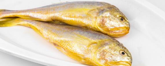 野生黄花鱼和养殖黄花鱼的区别 怎么辨别野生黄花鱼和养殖黄花鱼?