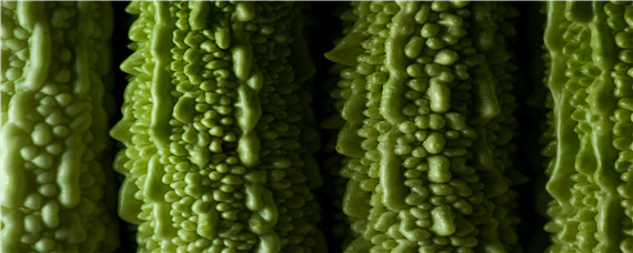 苦瓜简易的催芽方法（苦瓜的催芽技巧和方法）