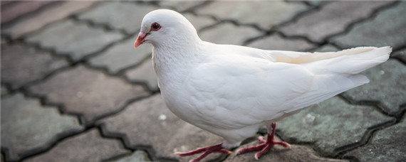斑鸠和鸽子能不能杂交（斑鸠跟家鸽能杂交吗）