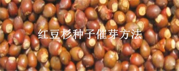 红豆杉种子催芽方法 红豆杉种子怎样快速发芽