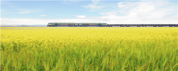 油菜苗期的田间管理方法(油菜的田间管理应注意什么)