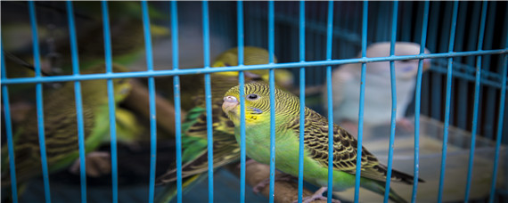 虎皮鹦鹉如何快速繁殖（虎皮鹦鹉如何快速繁殖 技巧）