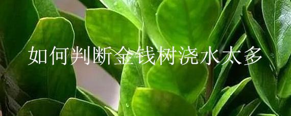 如何判断金钱树浇水太多 金钱树水浇多了会怎么样