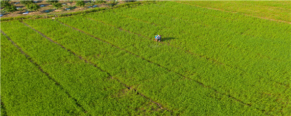 水稻打药的最佳时间（水稻打药什么时候最佳）