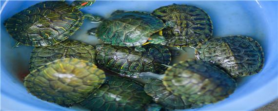 乌龟怎么分公母（乌龟怎么分公母图片）