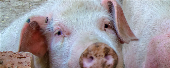 母猪下崽后不吃食是怎么回事 母猪下崽后不吃食什么原因