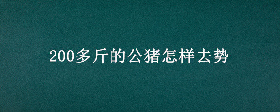 200多斤的公猪怎样去势 四百多斤公猪去势