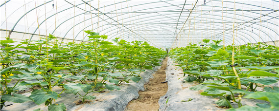 种植黄瓜要不要掐头 黄瓜苗什么时候掐头