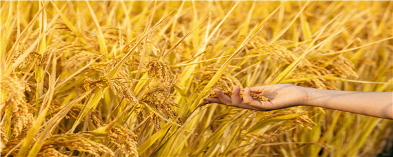 立秋收获什么农作物（立秋什么庄稼能收）