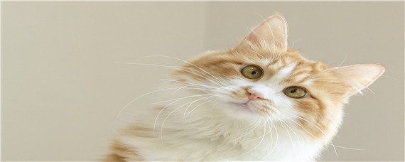 猫能吃三文鱼吗(2个月小猫能吃三文鱼吗)