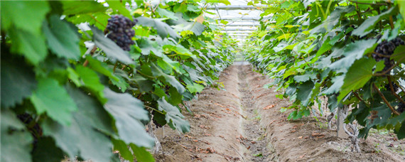 葡萄叶片的各种病（葡萄叶片的各种病用什么药）