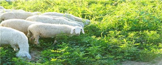 新手养羊怎么入手(新手如何养好羊)