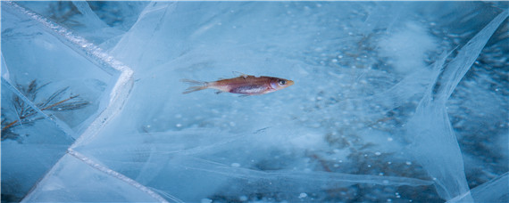 卢鱼苗怎么养 鲈鱼苗养殖技术
