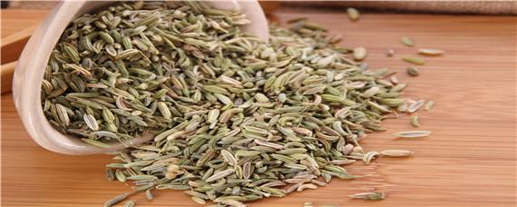 茴香种子催芽方法(茴香种子播种需要浸种催芽吗)