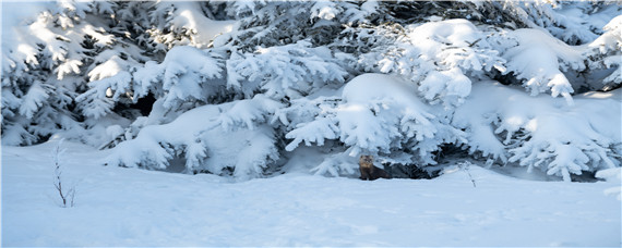 水貂和貂的区别是什么 水貂和貂有什么区别