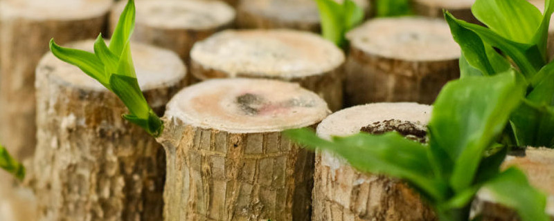 巴西木怎么发芽快 巴西木怎么多发芽