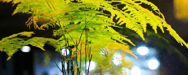 文竹怎么养才能更旺盛 富贵竹怎么养才能更旺盛