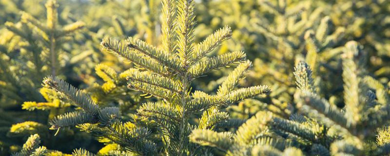 松树开花有什么寓意 松树开花的寓意
