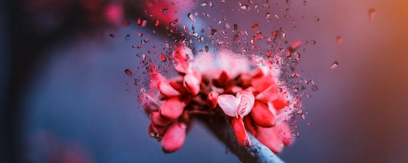 红花继木盆景制作方法 红花继木怎么造型图