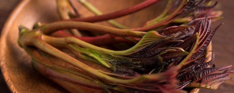 香椿种子如何种 香椿种子如何种植