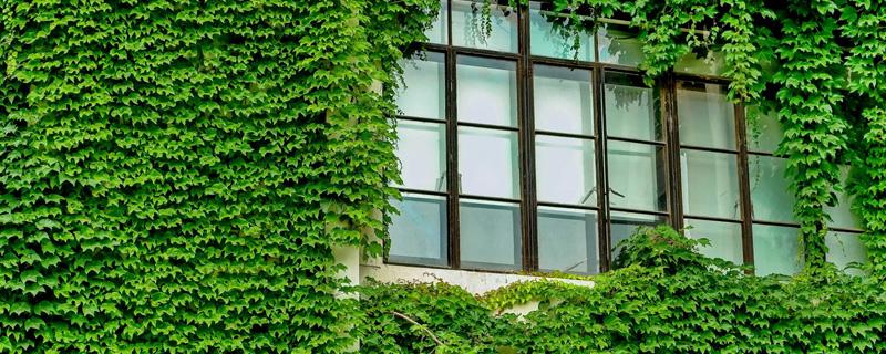 爬山虎种子怎么种（爬山虎种子怎么种才能出芽快）